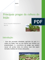 Principais Pragas Da Cultura Do Feijão (Apresentação)