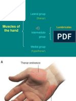 Muscles of Hand