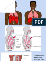 Vocal Anatomy and Physiology