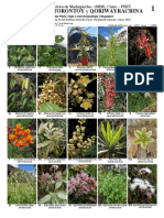 1091_peru_plants_of_torontoy_and_qorihuayrachina