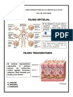 Lamina Ucs Tejido Epitelial