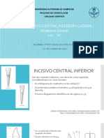 Incisivo central inferior y lateral: anatomía dental