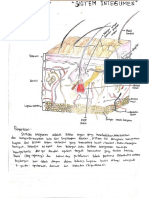 Tugas 1 (Sistem Integumen)