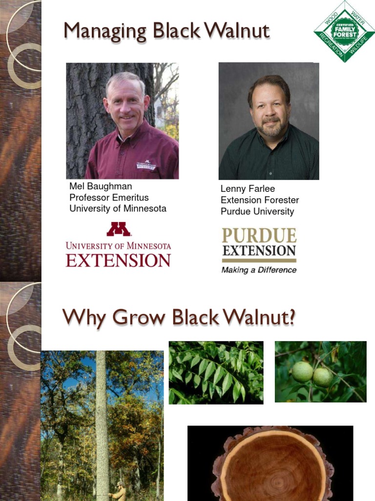 Black Walnut Management Tree Farm PDF Pruning Trees