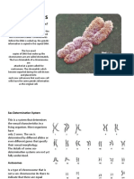 Chromosomes: How Do Chromosomes Form?