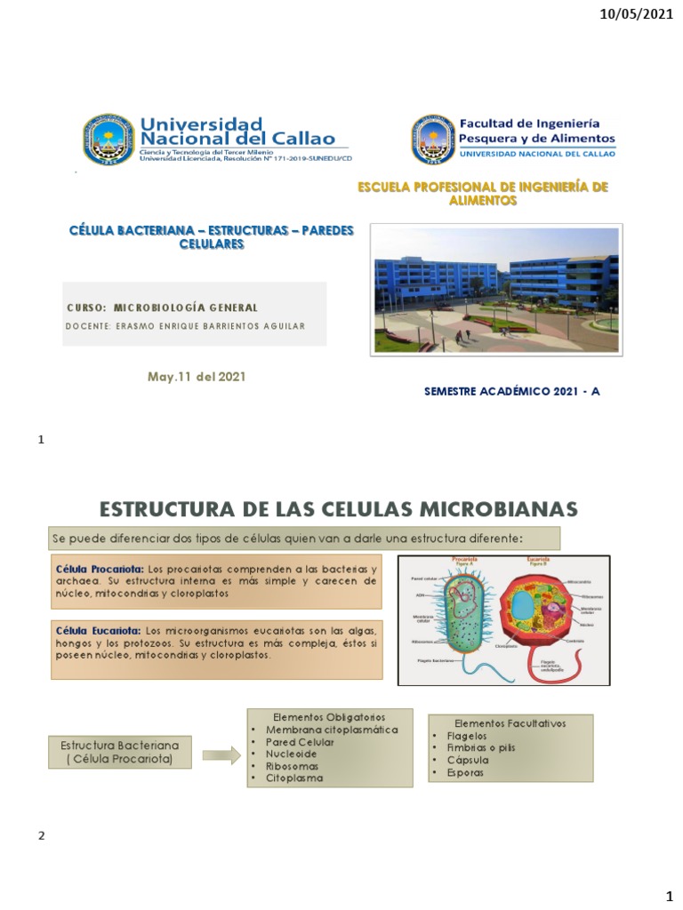 Estructura de la Célula Bacteriana | PDF | Las bacterias | Biología ...
