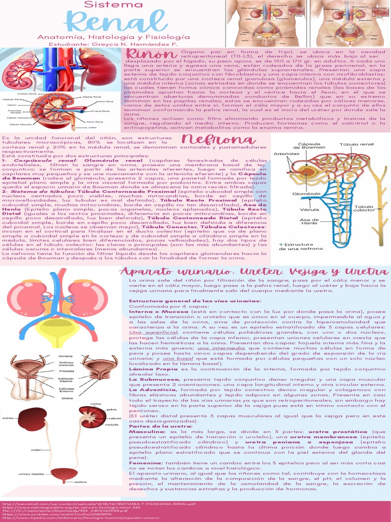 Infografía Sistema Renal. | PDF | Riñón | Sistema urinario