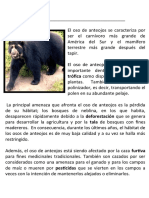 Lectura OSO ANTEOJOS