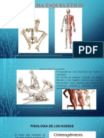 Sistema Esquelético
