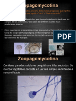 Presentación Zygopagomycota