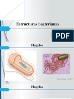 Estructuras bacterianas