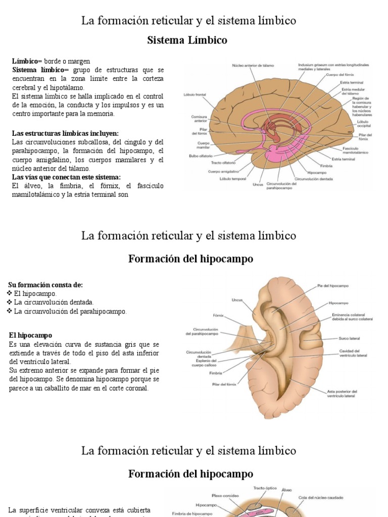 Sistema Reticular | PDF | Sistema límbico | Hipocampo