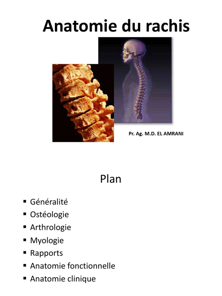 Anatomie du Rachis et ses Fonctions | PDF | Vertèbre | Colonne vertébrale