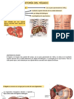 anatomia heaptica