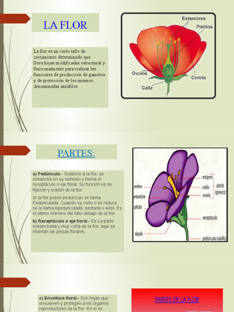 Partes y funciones de la flor | PDF | Flores | Semilla