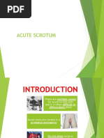 Acute Scrotal Pain