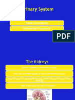 11 Human Physiology Urinary System