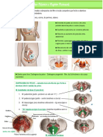 anatomia (assoalho pélvico e região perineal)