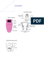 anatomi print