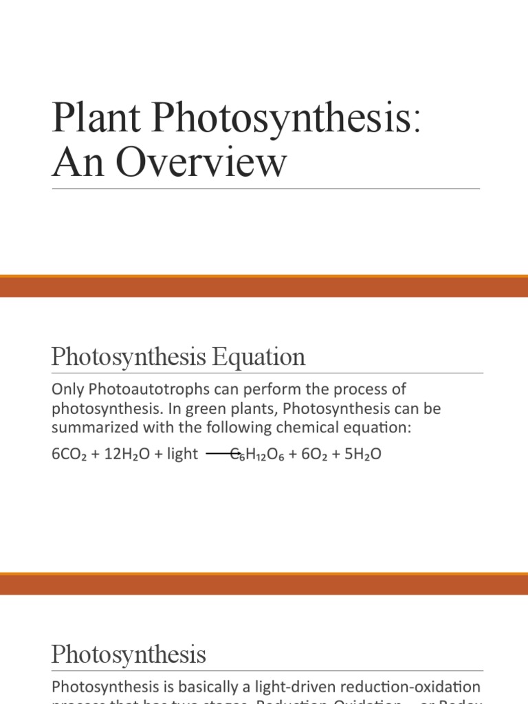 Overview of Plant Photosynthesis Process | PDF | Photosynthesis ...