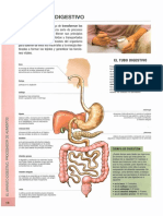 Aparato digestivo