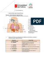 Respiracion Taller