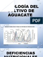 Fenología Del Cultivo de Aguacate