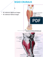 Below Knee Amputation