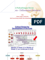 Organogenesis - Ektoderm