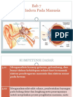 Sistem Indera Manusia