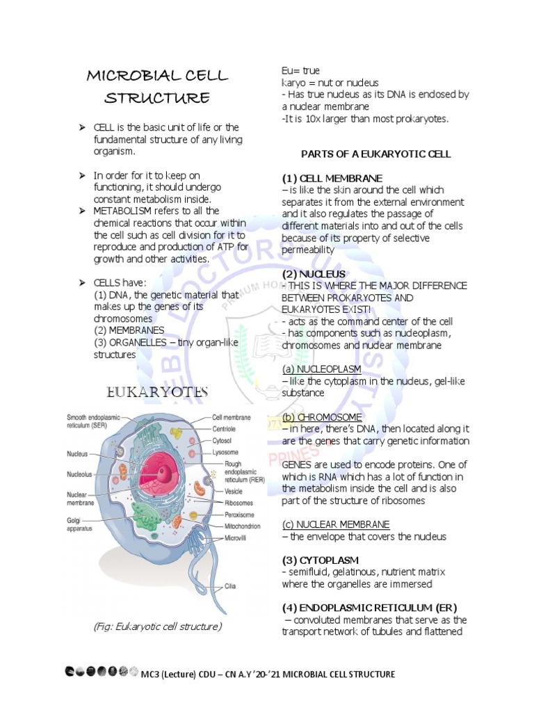 Prokaryotic Attachment and Movement Structures | PDF | Cell (Biology ...