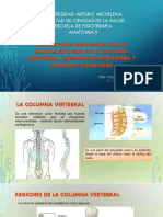 Diapositivas Anatomia II