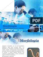 Morfología