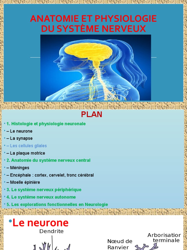 Anatomie et Physiologie du Système Nerveux | PDF | Nerf | Neurone