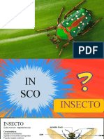 Presentación Insectos Generalidades e Importancia