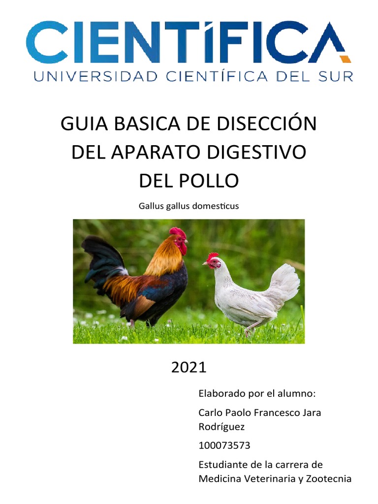 Guia Basica de Disección Del Aparato Digestivo Del Pollo PDF Estómago Sistema digestivo humano