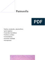Pasteurella