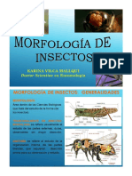 Morfologia de Insectos