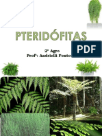 Plantas - Pteridófitas