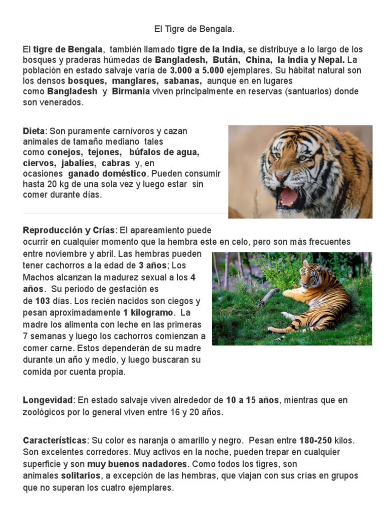 El Tigre de Bengala PDF Tigre Zoología