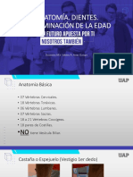 04 - Anatomía, Dientes y Determinación de Edad