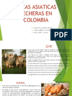 Razas Asiaticas Lecheras en Colombia