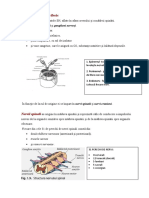 Sistemul Nervos Periferic: Nervii