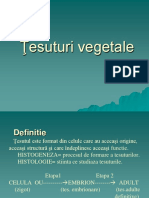 Tesuturi vegetale_ppt