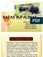 Expo Razas Bufalinas