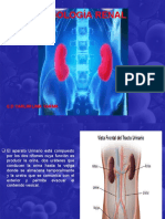 Fisiología Renal: C.D Yarlim Lima Yarma