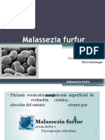Malassezia Furfur