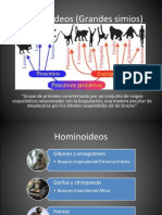 Pasos de La Evolución Humana 2