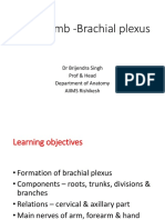 Brachial Plexus