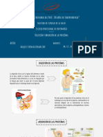 Digestión y absorción de proteínas en el tracto gastrointestinal